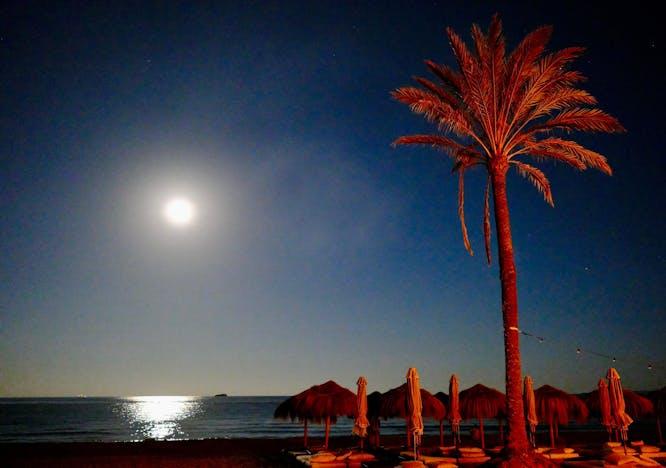 nature night outdoors moon palm tree tree beach sea summer tropical