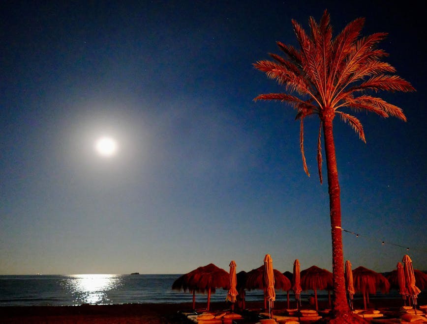 nature night outdoors moon palm tree tree beach sea summer tropical