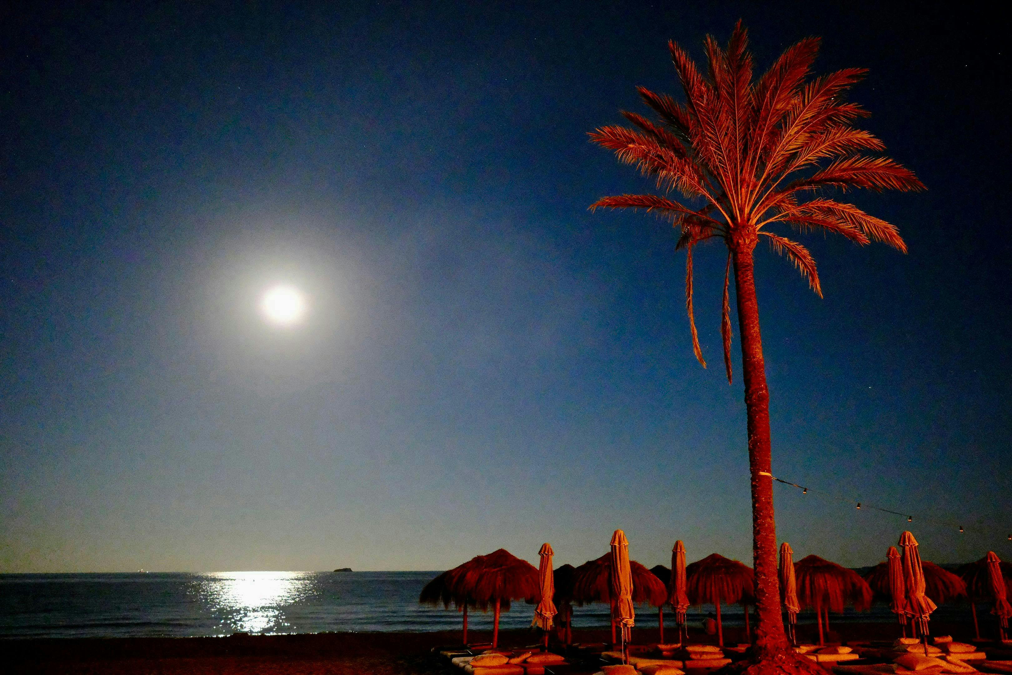 nature night outdoors moon palm tree tree beach sea summer tropical